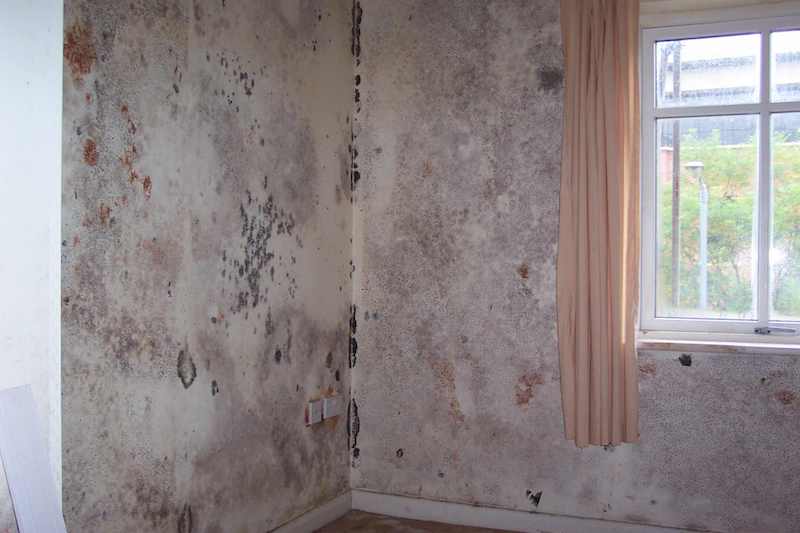 How To Deal With Mould